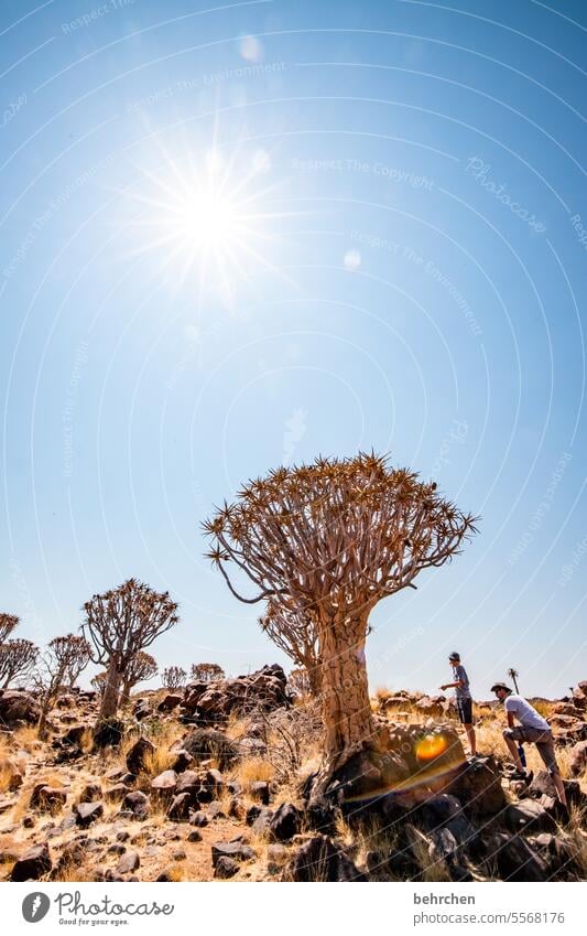 knorrig Köcherbaum Baum außergewöhnlich Namib Sonne Sonnenlicht Namibia Afrika Wüste Farbfoto Ferien & Urlaub & Reisen Natur Himmel besonders beeindruckend