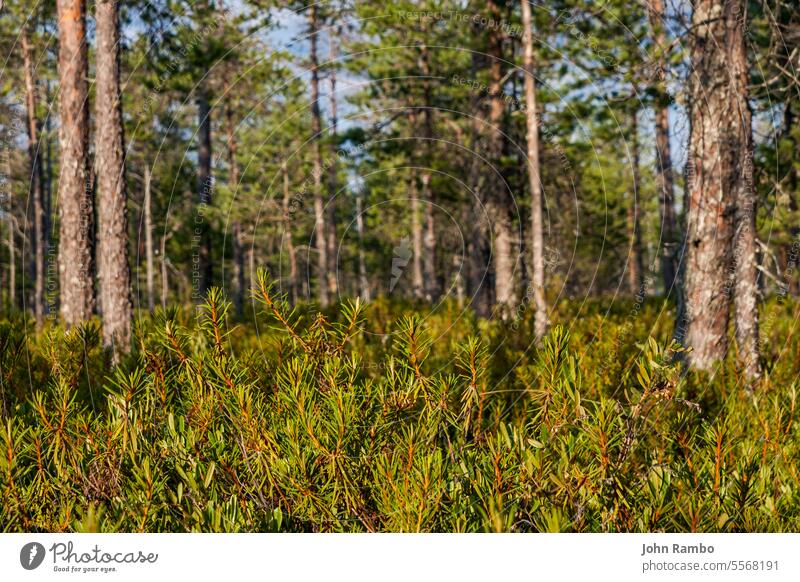 Grüne Tannennadeln im sonnigen Wald Kiefer grün Baum Hintergrund Natur Ast hell Nahaufnahme Sonnenlicht Farbe Sommer Immergrün Pflanze Saison schließen Umwelt