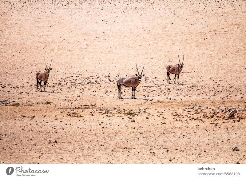 drei, die glotzen frei wild Sand Afrika Wüste Namibia Ferne Fernweh Farbfoto Einsamkeit Abenteuer Ferien & Urlaub & Reisen Freiheit Natur Wärme besonders