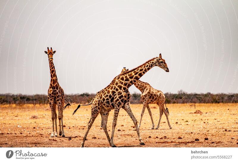 kreuzung frei Tier Tierporträt Wildnis fantastisch Wildtier Tierliebe Tierschutz Giraffe außergewöhnlich Safari beeindruckend besonders Ferien & Urlaub & Reisen