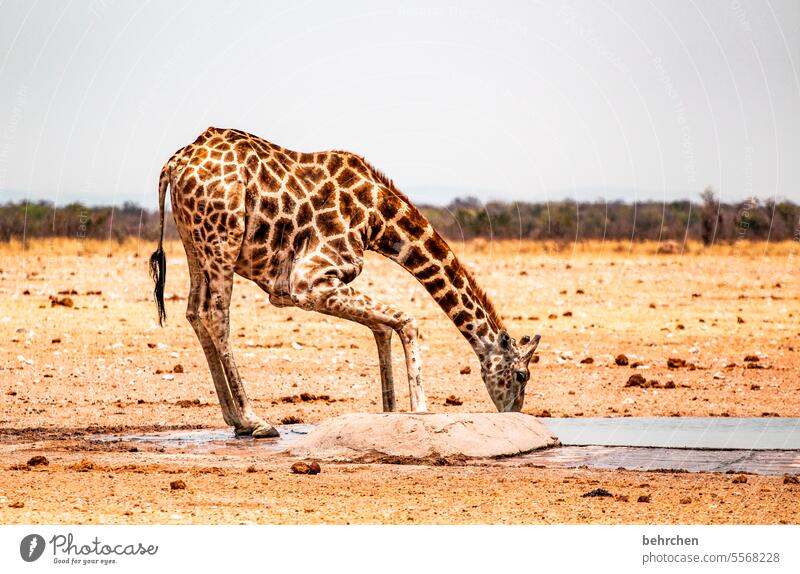 hilfreich | durstlöscher durstig trinken Menschenleer Ausflug Tierporträt Wildnis Wildtier fantastisch Tierliebe Tierschutz Giraffe außergewöhnlich Safari