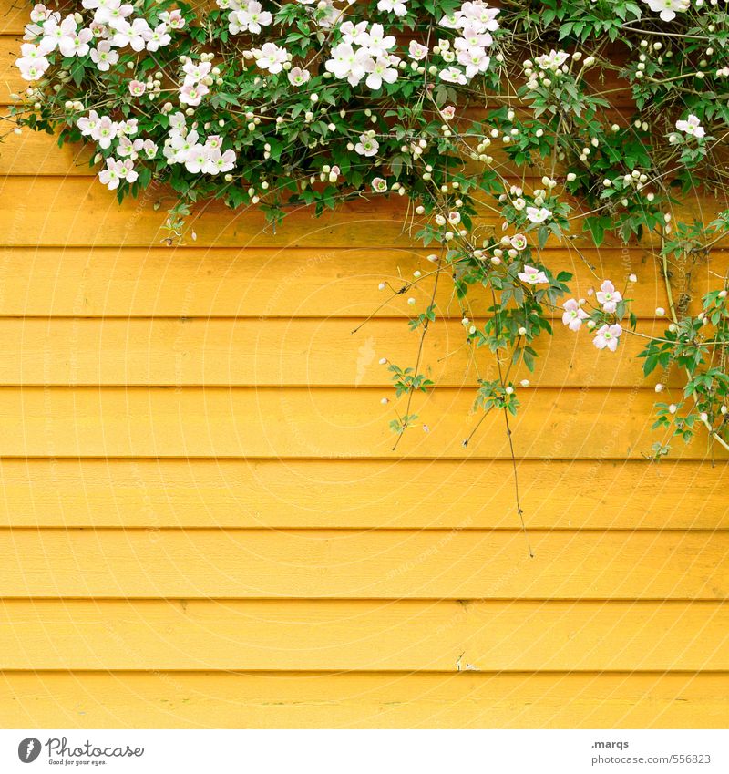 Vielen Dank für die Blumen Stil Design Grünpflanze Mauer Wand Holz hell schön gelb Stimmung ästhetisch Natur Frühling Farbfoto Außenaufnahme Strukturen & Formen