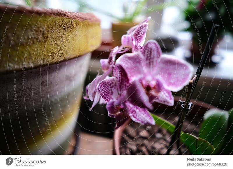 blühende rosa Orchidee auf der Fensterbank Hintergrund Schönheit Blüte Botanik Ast Klima Nahaufnahme Farbe Tag Eleganz Flora geblümt Blume genetisch grün