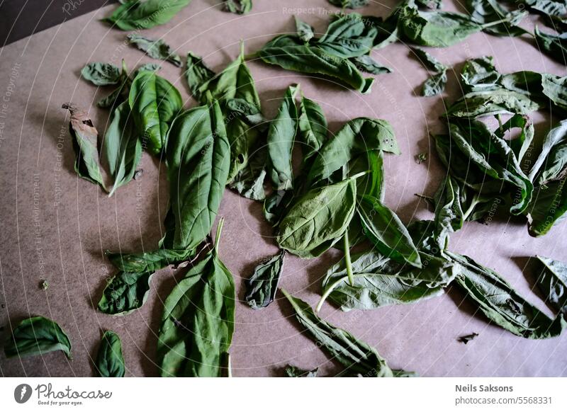 Basilikumblätter, die auf dem Tisch trocknen Blätter Bestandteil Gewürz grün Blatt Küchenkräuter natürlich kulinarisch aromatisch organisch Kraut Gesundheit