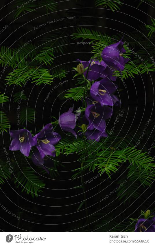 Glockenblumen blühen im Wald. Campanula Blüten Blütenkelche violett Lila grün Blumen Sträucher Nadelbaum Pflanze Natur Sommer