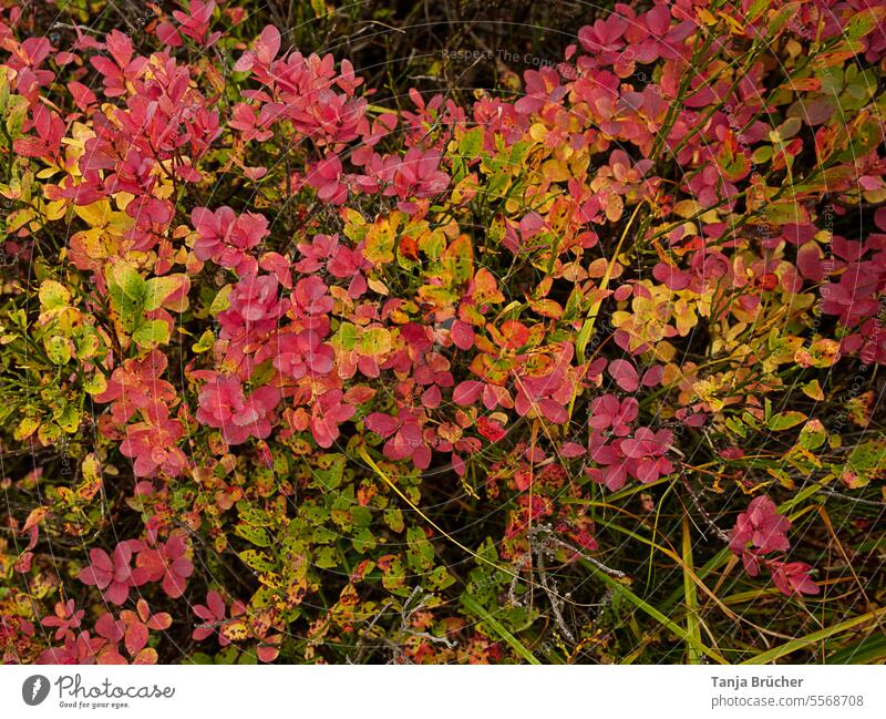 Rauschbeere (Ericaceae) in herbstlicher Farbenpracht Strauch Heidekrautgewächse Pflanze Herbst Herbstfärbung Herbstfarben herbstliche Farbenpracht Herbstkleid