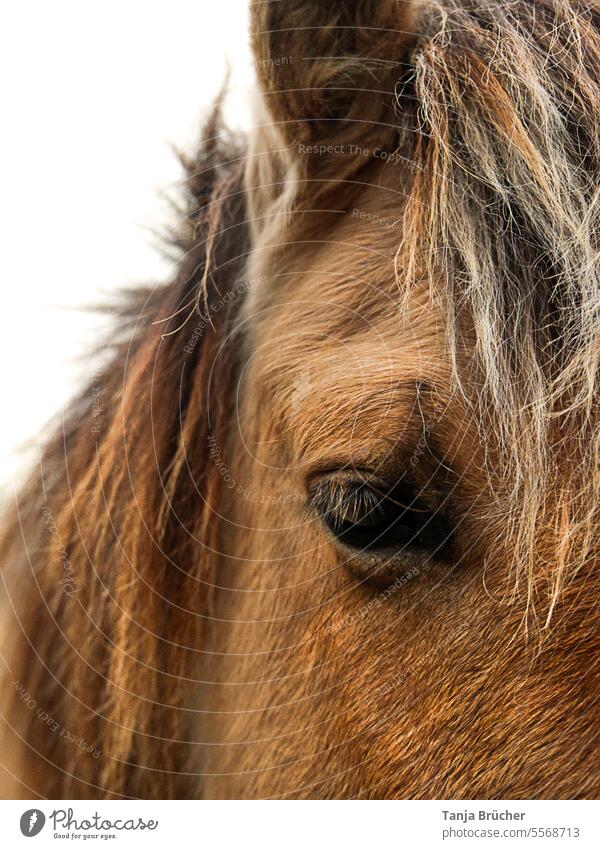 Augenblick - Pferdeauge - Konikpferd Blick Mähne Pferdekopf Tiergesicht Blick in die Kamera Ponys Wildpferd halbwild Natur robust Tierporträt braun