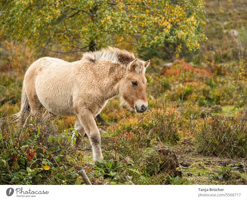 Halbwildes Fohlen (Konikpferd) läuft entspannt über die Weide einer heideähnlichen Grindenlandschaft Wildpferd Pferd Mähne Ponys halbwild robust braun Weidetier
