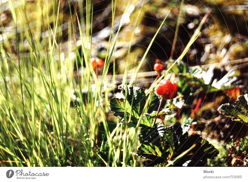 Moltebeeren Norwegen Skandinavien rot Gras Frucht