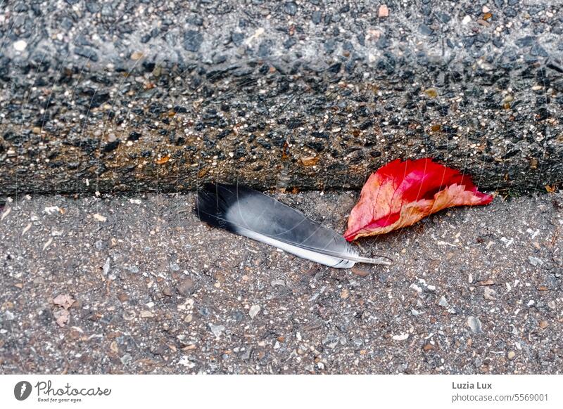 Taubenfeder und rotes Rebenblatt sind nebeneinander an der Bürgersteigkante zum Liegen gekommen leuchtend urban fallen Blatt Laub Vergänglichkeit Herbstfarben