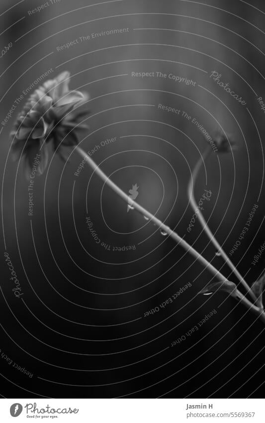 Blume mit Wassertropfen in schwarz/weiss Schwarzweißfoto Natur Pflanze Nahaufnahme nass Schwache Tiefenschärfe Detailaufnahme Tropfen trauerkarte Tau Tautropfen