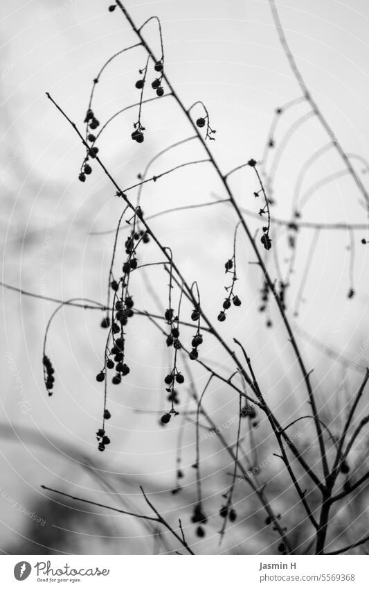 s/w Ast/Zweig Natur Schwarzweißfoto draußen Außenaufnahme Menschenleer Umwelt grau schwarz Äste Zweige u. Äste Äste und Zweige Winter Pflanze kahl