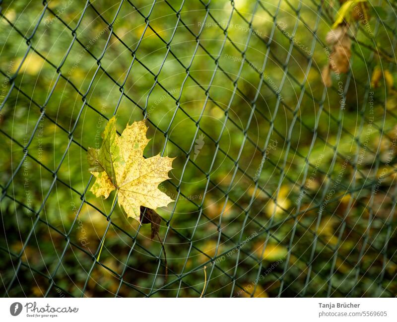 Einzelnes, gelbes Ahornblatt hält sich am Maschendrahtzaun fest Herbstlaub festhalten fallende Blätter loslassen Blatt Herbstfärbung Herbstfarben Herbstwald