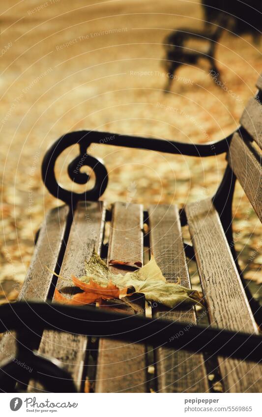 Herbstlicher Park mit Parkbank und bunten Blättern auf der Sitzfläche Herbst des Lebens herbstlich Herbstlaub Herbstfärbung Herbstbeginn Herbstwetter Herbstwald
