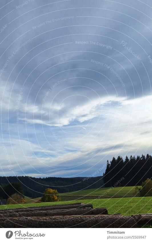 Malerischer Herbsttag im Schwarzwald Wald Fichtenwald Laubbaum baumstämme Holzwirtschaft Wiese Gras grün Himmel blau Wolken weiß grau Licht Natur Landschaft