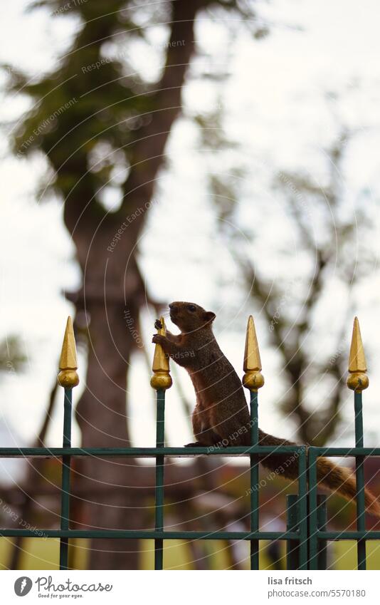 DER PLAN STEHT... Eichhörnchen Zaun gold braun Tier niedlich Nagetiere Außenaufnahme Natur Pläne schmieden