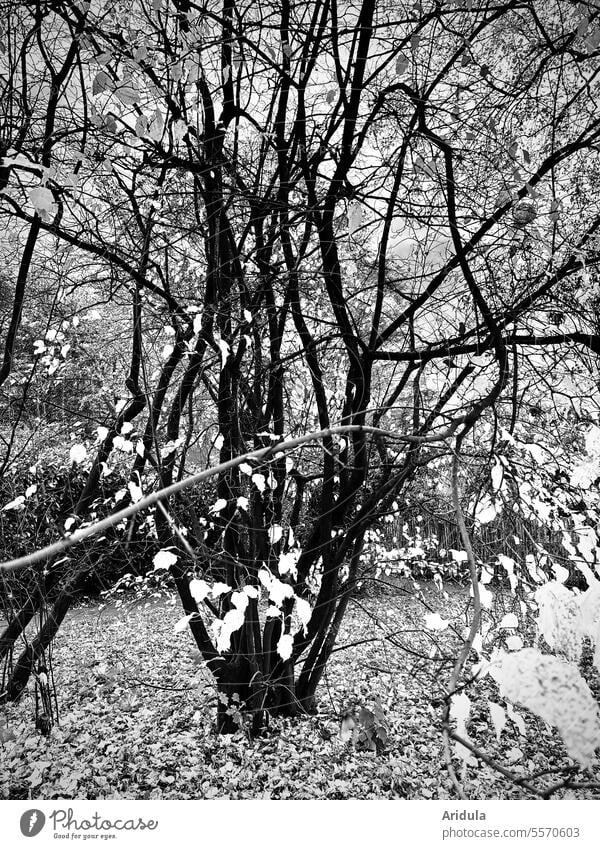 Herbstlicher Strauch in s/w Äste Zweige Zweige u. Äste Natur Äste und Zweige Baum Winter kahl Blätter verästelt Verästelung Laub Herbstlaub