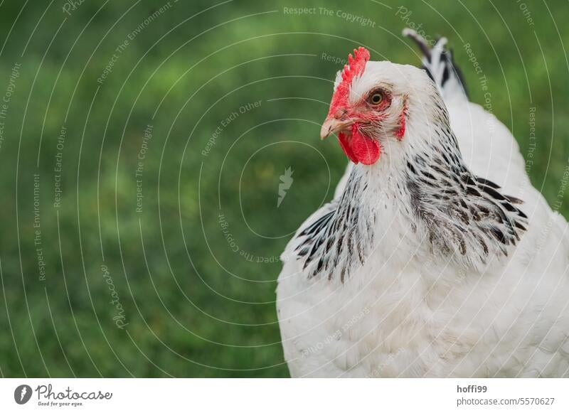 Porträt eines weißen Huhn Sundheimer Huhn Henne Geflügel Hühnervögel Tierporträt Biologische Landwirtschaft Haushuhn artgerechte tierhaltung Nachhaltigkeit