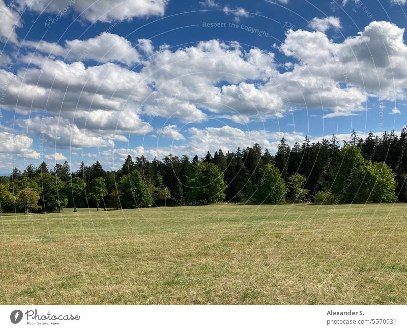 Wiese am Waldrand bei bewölktem Himmel Schwarzwald Bäume Landschaft Natur Freudenstadt grün Wolken Wolkenhimmel Waldgebiet Sommer Außenaufnahme