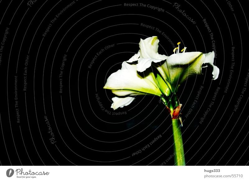 Amaryllis 3 Blume Stengel Blüte weiß grün schwarz Himmel Blatt dunkel unheimlich Einsamkeit Afrika Amaryllisgewächse Botanik Dekoration & Verzierung exotisch