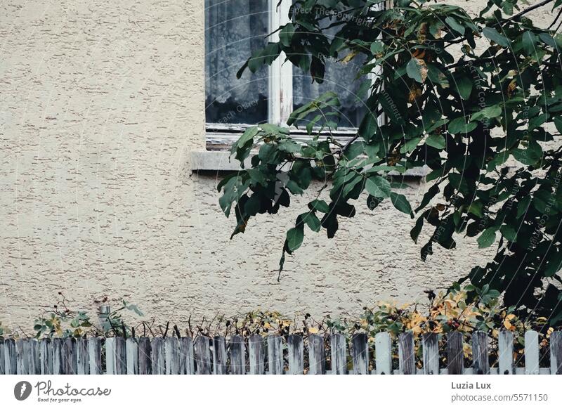 Herbst vor dem Fenster Stadt Gebäude Tag Menschenleer Farbfoto Außenaufnahme Mauer Fassade Haus Charme grün Baum Zaun Hauswand Wand alt trist Gedeckte Farben
