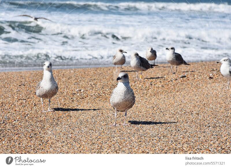 MEINS MEINS MEINS Möwenvögel Vögel Strand Meer Wasser Tourismus Ferien & Urlaub & Reisen Natur tiere Küste Außenaufnahme Portugal