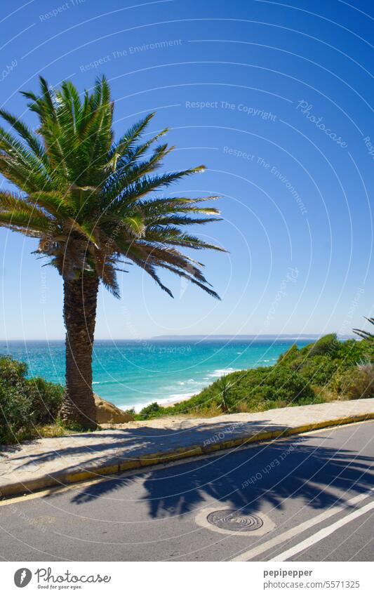 Straße und Palme mit Blick auf den Strand von Zahara de los Atunes, Andalusien Spanien Farbfoto Palmen Strasse Außenaufnahme Ferien & Urlaub & Reisen Tourismus