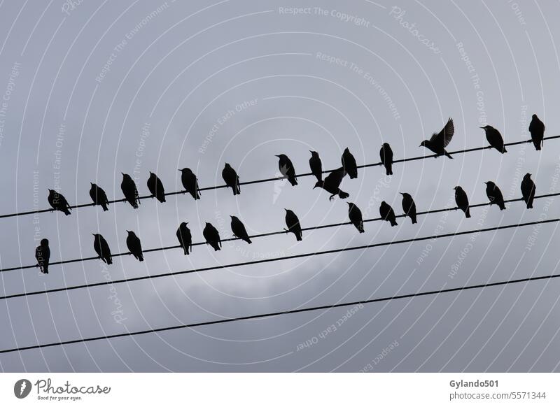 Stare versammeln sich vor dem Abflug in ihr Winterquartier Vogelzug Schwarm Draht Silhouette Tierwelt schwarze Vögel Sammeln fliegen Migration Tiere Herbst