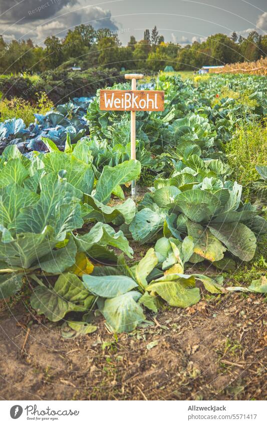Feld mit Weißkohl und einem hölzernen Schild auf dem Weißkohl steht Bauernhof Gemüse Gemüsegarten gemüseanbau Kohl anbauen Nahrungsmittel Gemüsebeet Gemüsekohl