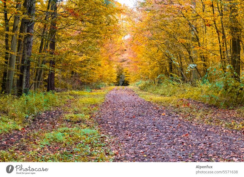 Herbst in der Rhön VI Landschaft Farbfoto Natur Herbstlandschaft Herbstfärbung Herbstlaub Herbststimmung Außenaufnahme Herbstwetter Jahreszeiten Regenwetter