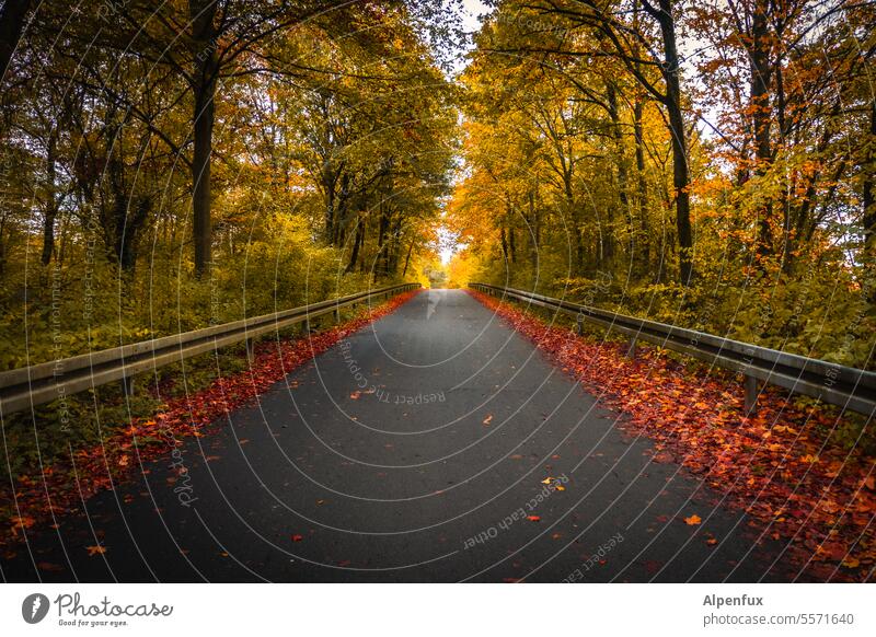 Herbst in der Rhön V Landschaft Farbfoto Natur Herbstlandschaft Herbstfärbung Herbstlaub Herbststimmung Außenaufnahme Herbstwetter Jahreszeiten Regenwetter