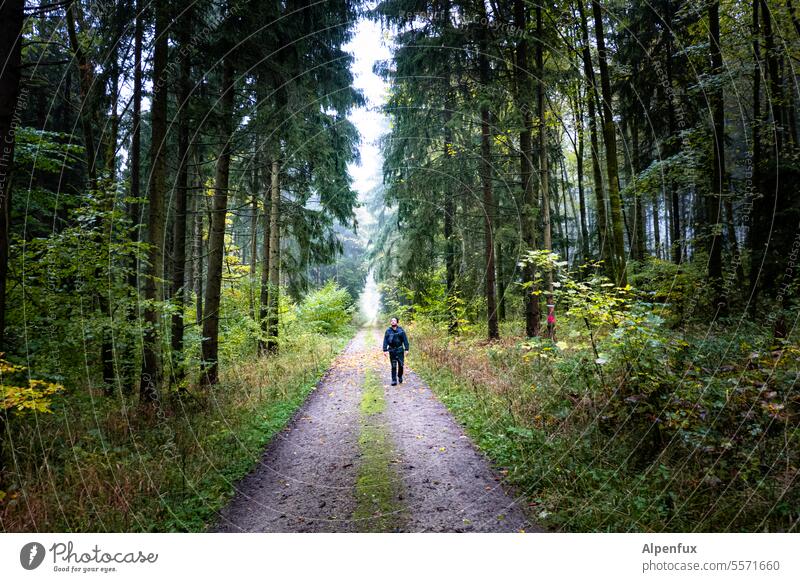 Waldfux Waldweg Bäume Weg wandern Landschaft Natur Baum Erholung Außenaufnahme Wege & Pfade Spaziergang Einsamkeit ruhig Umwelt Fußweg Licht natürlich grün