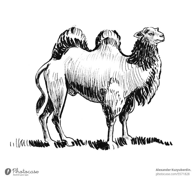 Stehendes Kamel. Tinte schwarz und weiß Zeichnung abstrakt Afrika Tier arabisch Kunst Kunstwerk Hintergrund Camel wüst zeichnen Ägypten Bauernhof Hand
