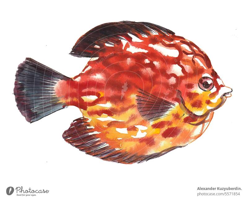 Korallenfisch auf weißem Hintergrund. Aquarell Skizze Tier Aquarium aquatisch Kunst Kunstwerk farbenfroh Zeichnung Fisch handgezeichnet Grafik u. Illustration