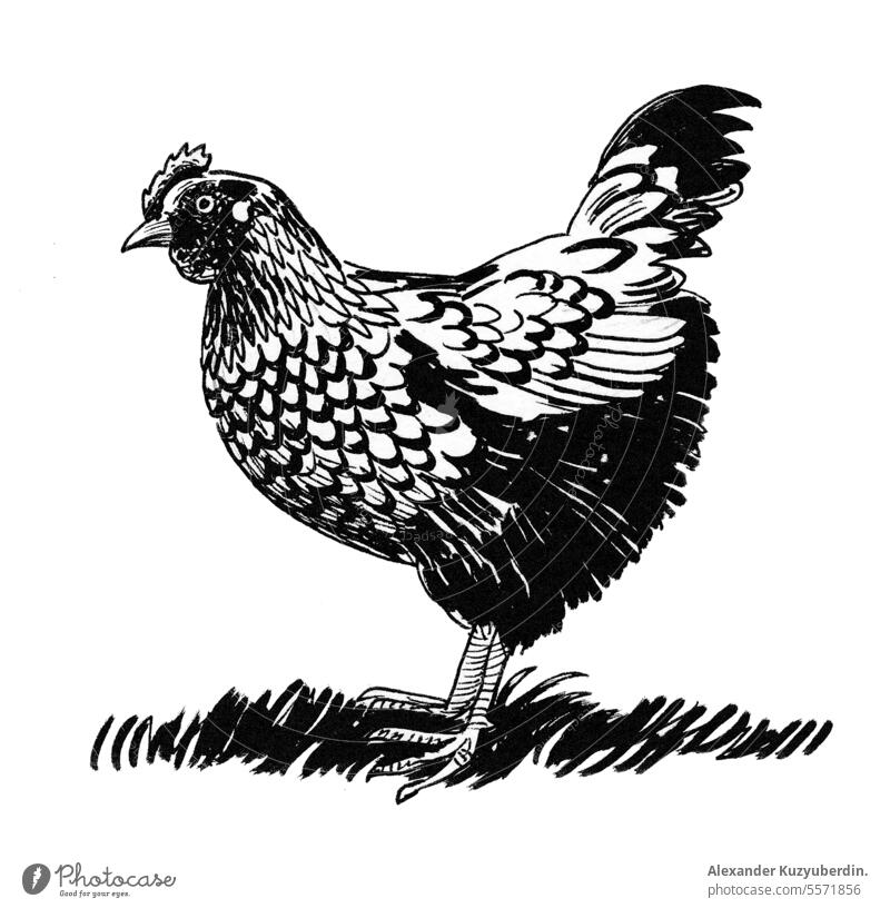 Vogel Henne. Tuschezeichnung in Schwarz-Weiß Tier Kunst Schnabel schwarz Küken Hähnchen Clip-Art Hahn heimisch Zeichnung Bauernhof Nutztier Federn
