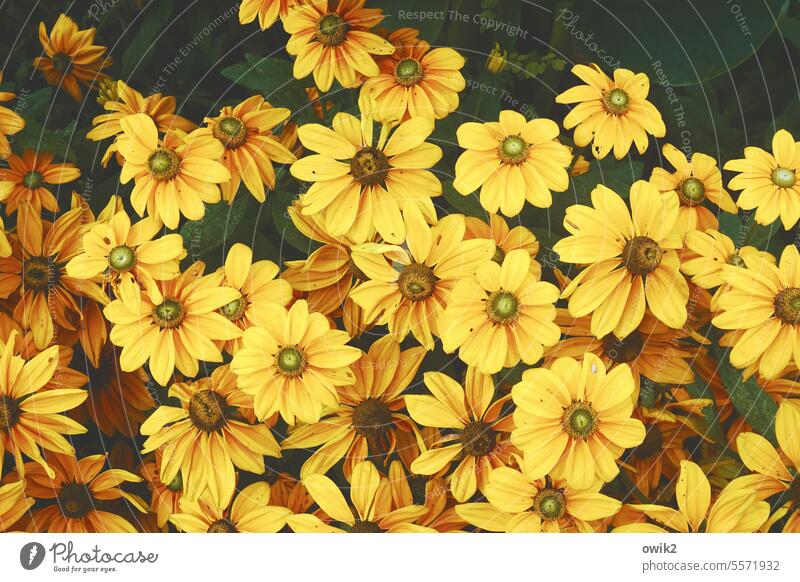 Batterien aufladen Sonnenbad Sonne tanken Blüten geöffnet sonnwärts Blumen Sonnenhut gelb Natur blühend Blütezeit natürliches Licht Tageslicht zart viele gleich
