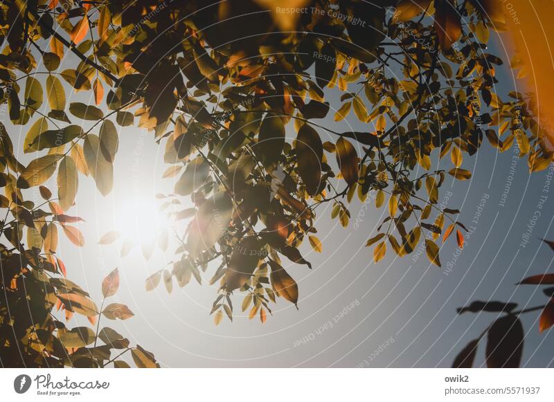Ihro Durchleucht Zweige u. Äste Blätter friedlich Idylle geheimnisvoll Herbstlaub Lichterscheinung mystisch Detailaufnahme Blätterdach Naturwunder Laub draußen