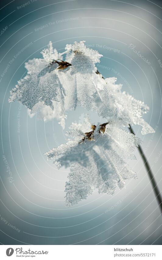 Eiskristalle an einem Zweig Kälte November Berge Schweiz Lenzerheide Vaz/Obervaz Graubünden Berge u. Gebirge Alpen Switzerland Schnee Suisse Umwelt Tourismus