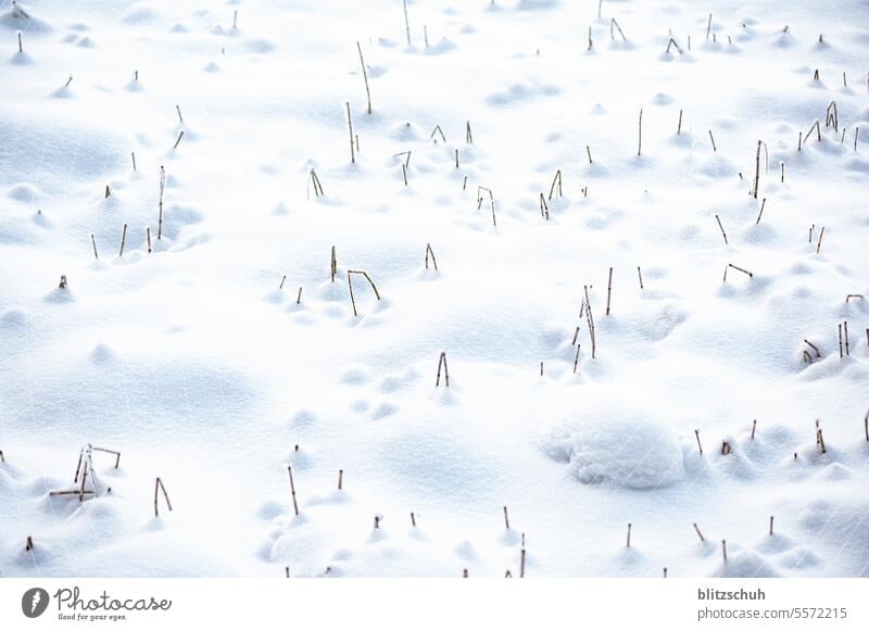 Geknickter Schilf ragt aus dem Schnee Winter kalt Eis Spuren Landschaft Natur weiß gefroren Frost Schneelandschaft Schneefoto Schneebild Schilf mit Schnee