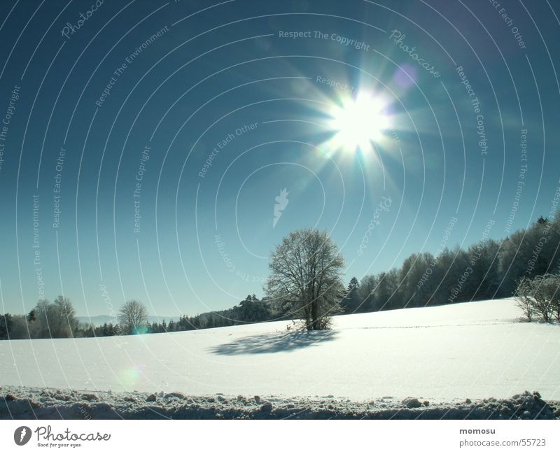 wintersun Winter Baum Licht weiß kalt Schnee Landschaft Sonne Beleuchtung Himmel blau Ferne
