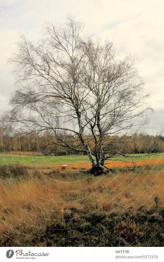 Herbstzeit |Moor-Birke Baum des Jahres 2023 Natur Landschaft Betula pubescens mehrstämmig Besen-Birke Glasbirke Solitär Einzelstellung Heide Pflanzen