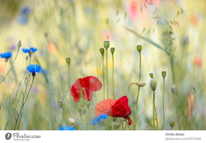 Mo(h)ntag | Mohn in einer Wildblumenwiese mit Kornblumen lichtdurchflutet Menschenleer Außenaufnahme Farbfoto rot blau Blühend Mohnfeld Mohnblüte Blüte Blume