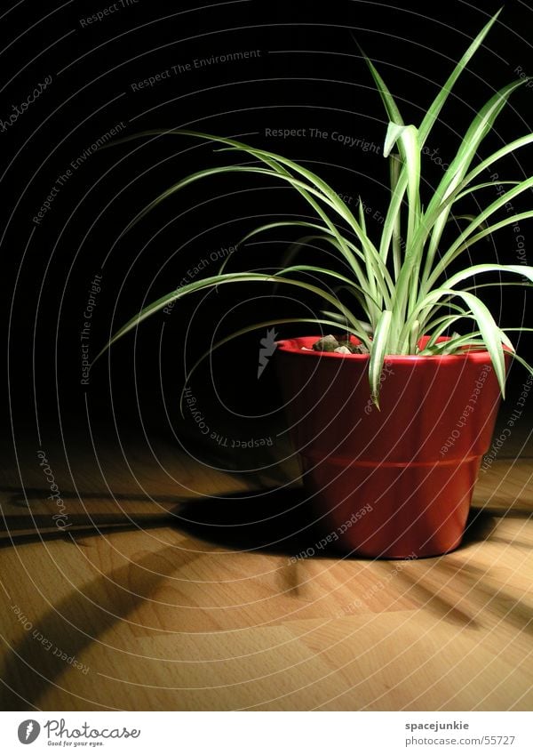 Schattenpflanze Zimmerpflanze Topf Kies rot Keramik Laminat schwarz Licht roter topf