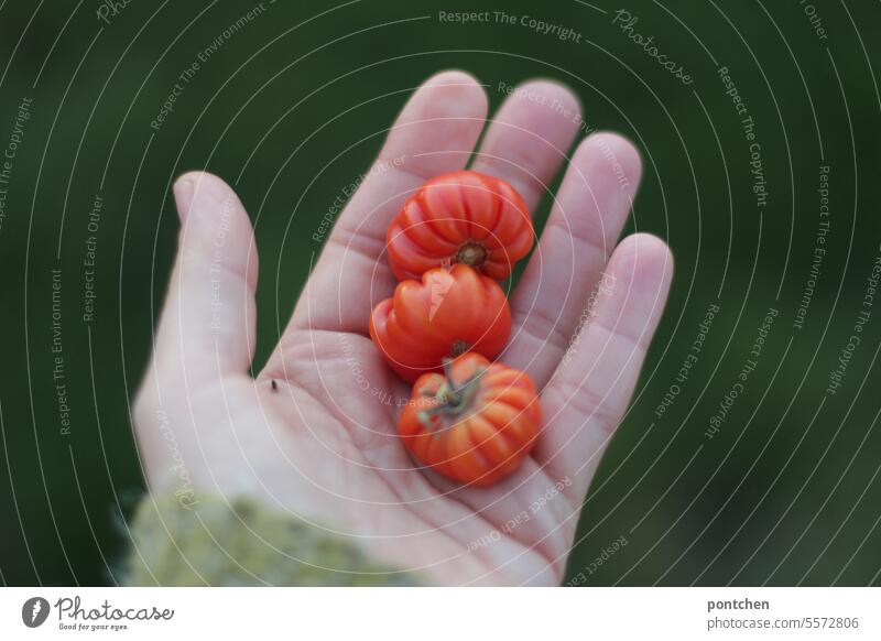 drei kleine tomaten in einer hand. ernte aus dem eigenen garten. eigenanbau rot grün halten stolz präsentieren regional bio zeigen Lebensmittel frisch Gemüse