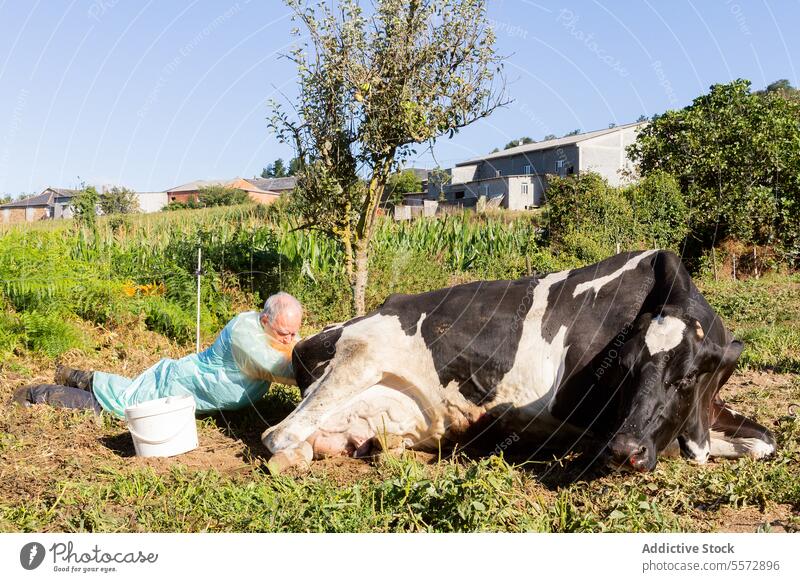Tierarzt kümmert sich um Kuh auf galicischem Bauernhof Veterinär Galicia Gerät ruhen Boden natürlich Viehbestand betreuen Mann Arbeit Gesundheit Pflege