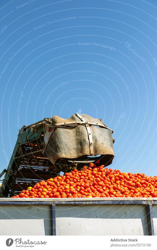 Entladen von Tomaten in der jährlichen Ernte in Toledo mechanisch schaufeln Lastwagen Castilla-La Mancha Spanien produzieren Ackerbau Gerät Maschine Masse
