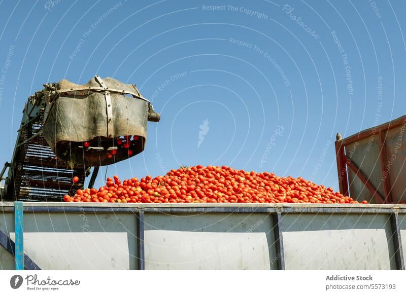 Entladen von Tomaten in der jährlichen Ernte in Toledo mechanisch schaufeln Lastwagen Castilla-La Mancha Spanien produzieren Ackerbau Gerät Maschine Masse
