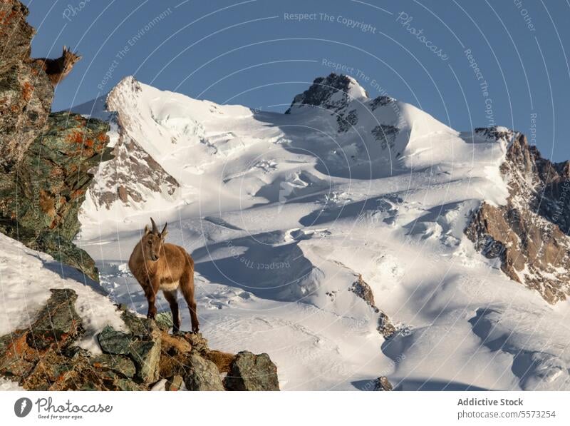 Braune Ziege auf einer felsigen Klippe stehend braun Stehen Felsen Weidenutzung Berge u. Gebirge Tier Sonnenlicht Tierwelt Säugetier wild Natur natürlich Fauna
