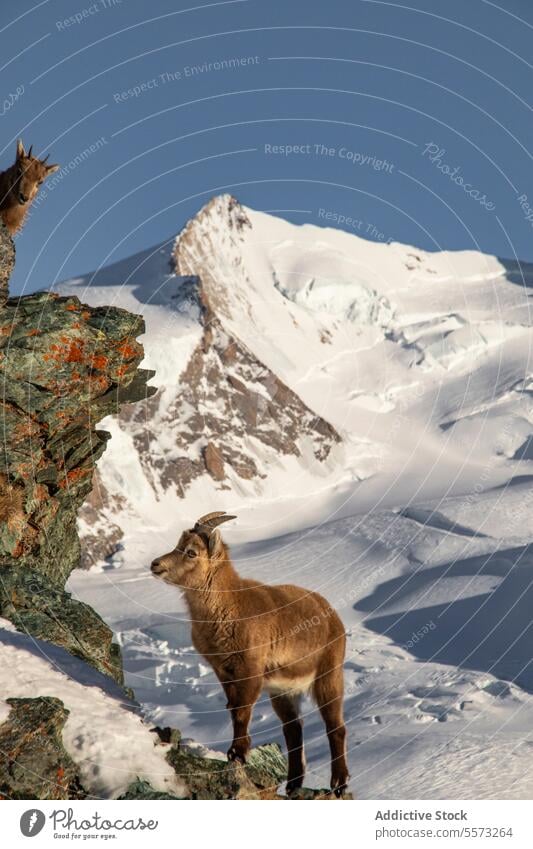Braune Ziege auf einer felsigen Klippe stehend braun Stehen Felsen Weidenutzung Berge u. Gebirge Tier Sonnenlicht Tierwelt Säugetier wild Natur natürlich Fauna
