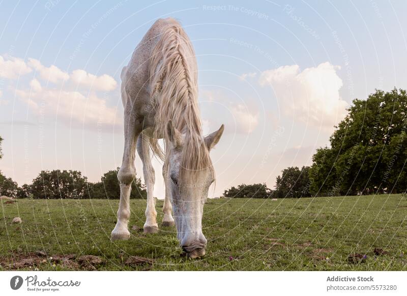 Weißes Pferd grasend auf einer Wiese weiß Weidenutzung grün Mähne Bäume Hintergrund blau Himmel Cloud Tier pferdeähnlich Feld Natur ruhig Säugetier ländlich